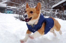 め　ウィル