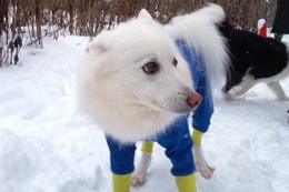 こ　レオン