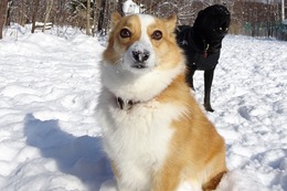 な コムギ 1・21→2・18