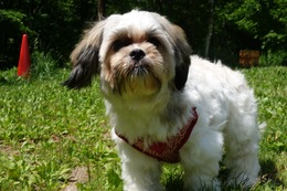 た パピコ 新1歳