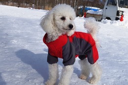 や　ビビ　新１歳