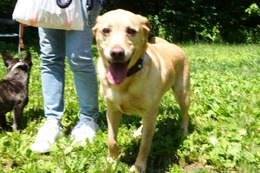 す　あんず　新６歳