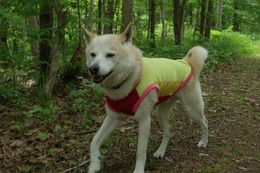 た 万次郎6.2→6.3