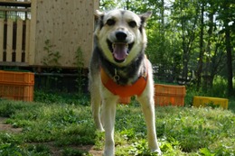 ふ　平蔵　６・８→６・２７