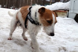 な チョコ 4・9→5・28