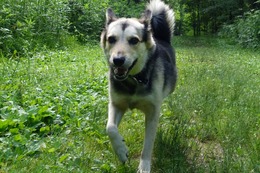 ふ　平蔵　7.1→7.6