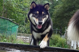 あ ラスカル 8.27→9.16