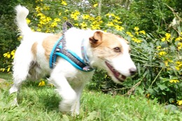 な チョコ 8.25→9.7