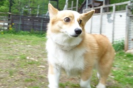 な　コムギ
