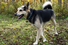 ふ　平蔵　１０・２２→１１・２１