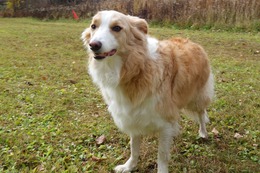 の コプチェフ 10・31→11・19