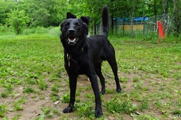 に　ブリンクリー