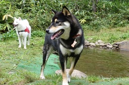 あ　ラスカル