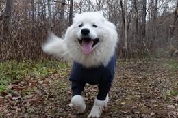 む　さぶろう