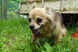 あ 龍 7・4→8・28