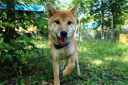 さ　コテチュ　新5か月