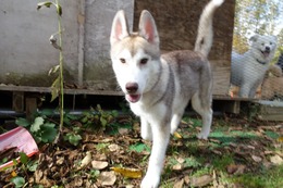 い　ギャン　新４カ月