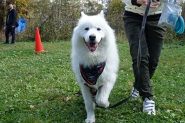 よ　しん吉　新８歳