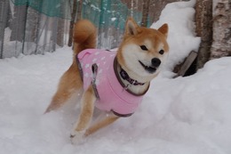 く　ここ