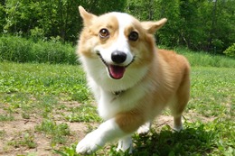 な こむぎ