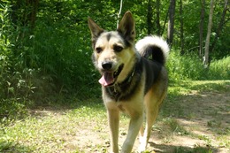 ふ　平蔵　７・９→９・２