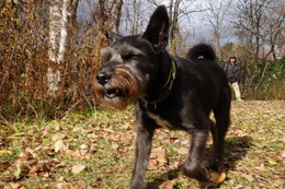 さ こたろう 10・27→11・1