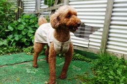 や　プリン　7.29→8.5