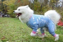 か　クロエ　新２歳