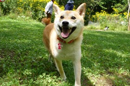 は ふく