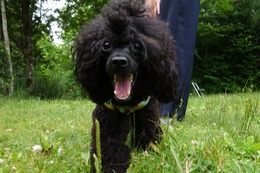 し　ふみ　新２歳