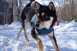 あ　琥太郎　２・１５→２・２６