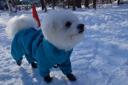 や こたろう