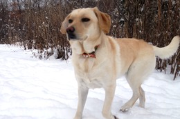 い　チロ　１・１２→２・２５