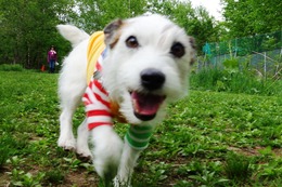 わ　チャロ　５・２３→５・２６