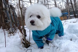 や こたろう
