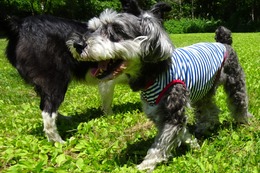 う　アラン　６・２６→６・２７