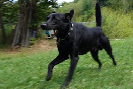 に ブリンクリー