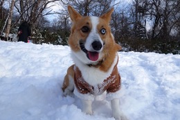 め　あおい