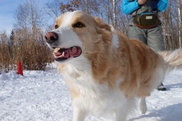 の　コプチェフ