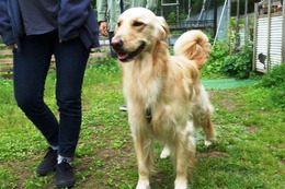 か　ラウレア　新２歳