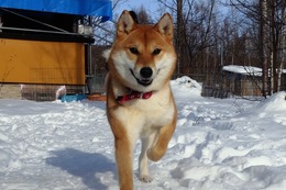 な　ひな　新１歳