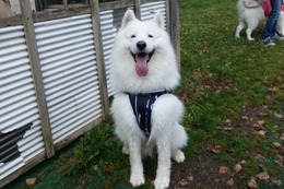 に　さもん　新４歳