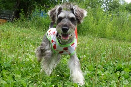 し　バロン　新１歳