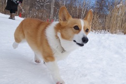 く　英