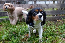 と　まゆ　新２歳