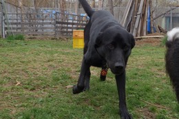 に ブリンクリー5.1→5.29