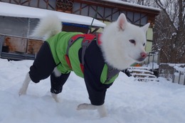に　つらら