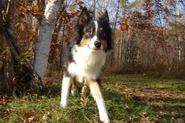 や　アントワン