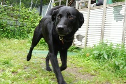 に　ブリンクリー