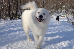 む　さぶろう